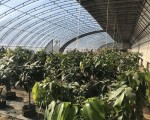 溫室大棚建設(shè)的土壤選擇